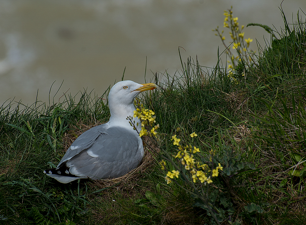 Normandie 05 - 2016_KA79015-1 Kopie.jpg - Der 0ffizielle Stellplatz inn Le Treport war leider belegt. ZUm Glück haben wir noch hoch oben auf den Klippen einen Platz gefunden. Und dann gleich dieses Motiv